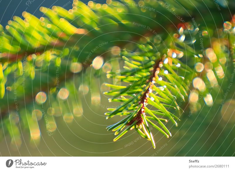 Fir branch in beautiful autumn light Twig Fir needle Fir tree fir scent shimmer of light beautiful autumn weather conifer branch November picture November sun