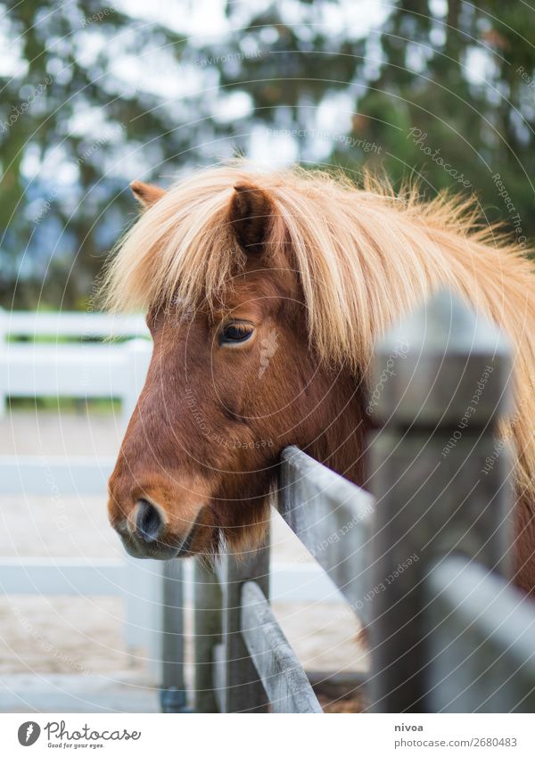 Icelandpony looks over fence Equestrian sports riding arena Agriculture Forestry Environment Nature Plant Tree Animal Farm animal Wild animal Horse Animal face