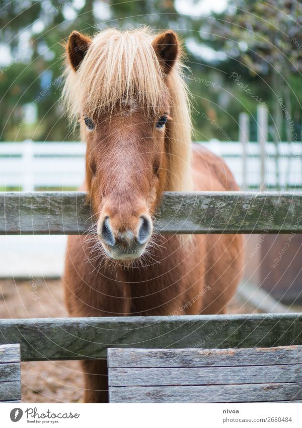 Icelandic horse looks over fence Equestrian sports Agriculture Forestry Environment Nature Plant Flower Animal Farm animal Wild animal Horse Pelt Mane 1 Fence