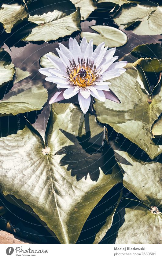 Color toned picture of a water lily blooming. Summer Garden Nature Plant Flower Leaf Blossom Pond Lake Natural Retro Uniqueness Nostalgia Calm Senses Moody