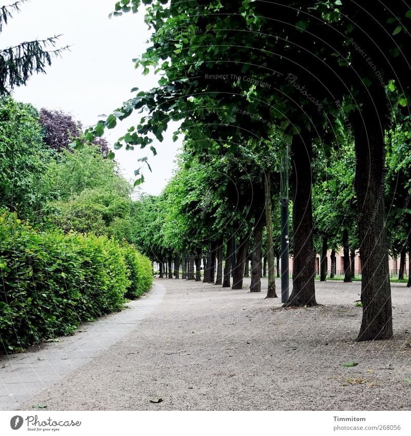 Karlsruhe: Karl is gone! City trip Tree Bushes Park Lanes & trails Sand Wood Going Looking Juicy Gray Green Arrangement Calm Avenue Colour photo Subdued colour