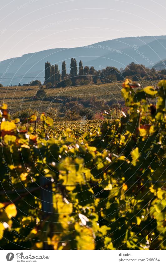 Il Palatino Agriculture Forestry Environment Landscape Sky Cloudless sky Autumn Beautiful weather Plant Tree Foliage plant Agricultural crop Vine Wine growing