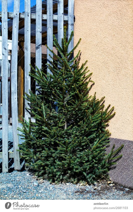 Christmas tree Fir tree Spruce Coniferous trees Christmas & Advent Preparation Feasts & Celebrations Decoration Religion and faith Tradition Stand Corner Fence