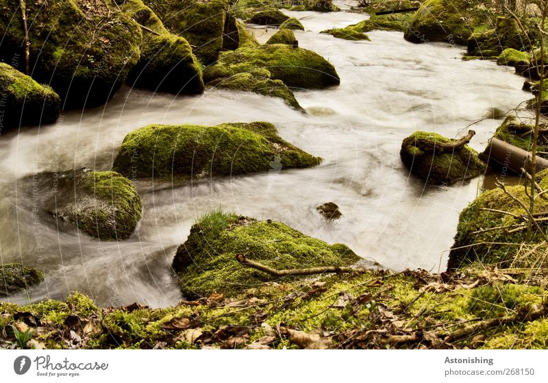 down the river Environment Nature Landscape Plant Water Spring Warmth Bushes Moss Leaf Forest Rock River bank Stone Gray Green White Blur Motion blur Branch
