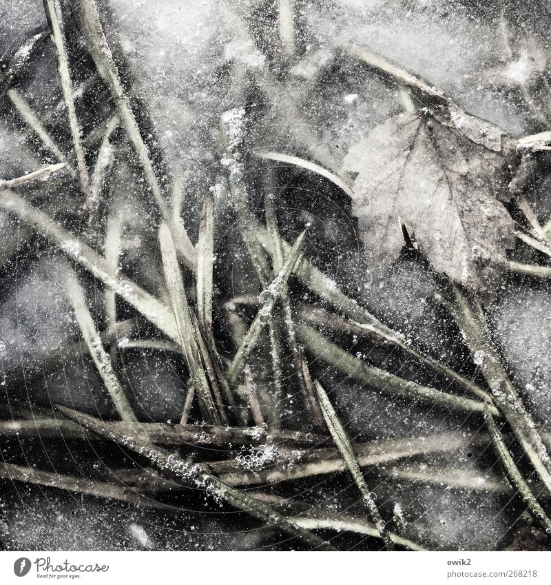 under the ice Environment Nature Plant Winter Ice Frost Grass Leaf Freeze Lie Wait Poverty Firm Cold Small Natural Gloomy Gray Colour photo Subdued colour