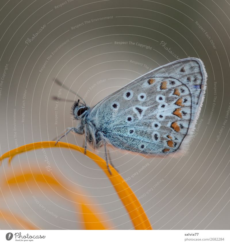 Blue with beautiful wing pattern sitting with closed wings on a yellow petal Nature Butterfly blue butterflies lepidoptera Blossom leave Gray Yellow macro