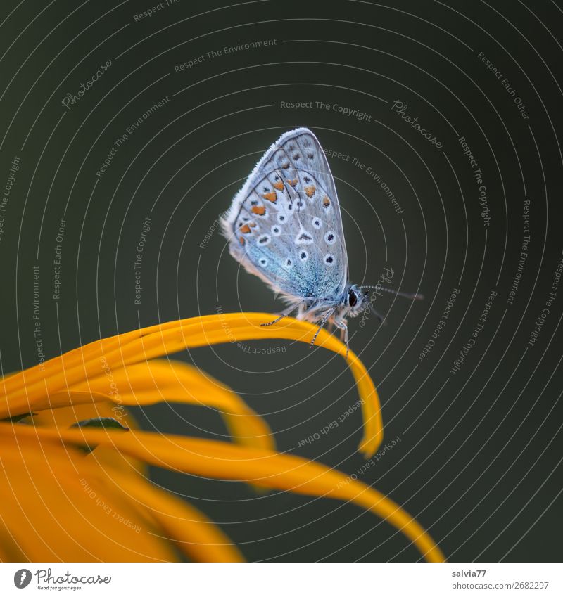 Blue sits in resting position on yellow flower Nature Butterfly Polyommatinae Animal portrait Contrast Blossom Colour photo Exterior shot