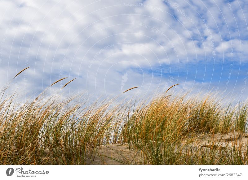 dune magic Environment Nature Landscape Plant Sand Air Sky Clouds Sun Autumn Climate Weather Beautiful weather Grass Bushes Coast Beach Bay North Sea Island