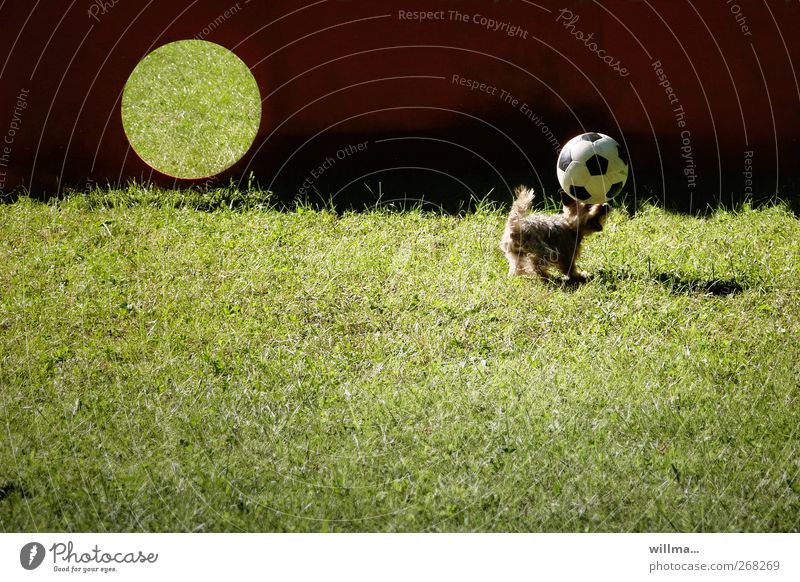 snap Ball sports Header Foot ball Goal Meadow Animal Dog Yorkshire terrier Playing Sports Romp Funny Cute Speed Athletic Effort Movement wittily goal wall