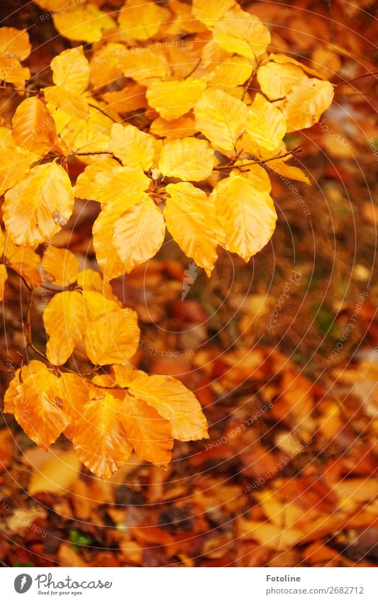 Herbs memoirs Environment Nature Plant Elements Earth Tree Leaf Wild plant Forest Natural Brown Yellow Orange Autumn leaves Autumnal Autumnal colours