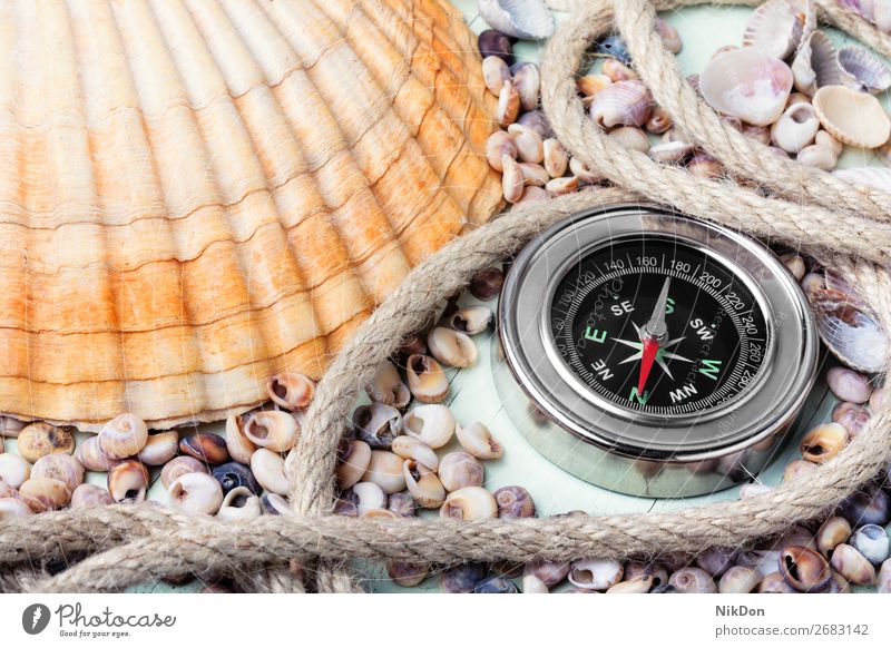 Sea compass and seashells travel background journey direction geography object ocean concept discovery old map nautical navigate retro navigation vintage north