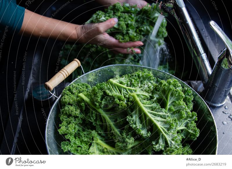 kale washing winter superfood Food Vegetable Lettuce Salad Cabbage Kale Kale leaf Nutrition Organic produce Vegetarian diet Diet Fasting Lifestyle