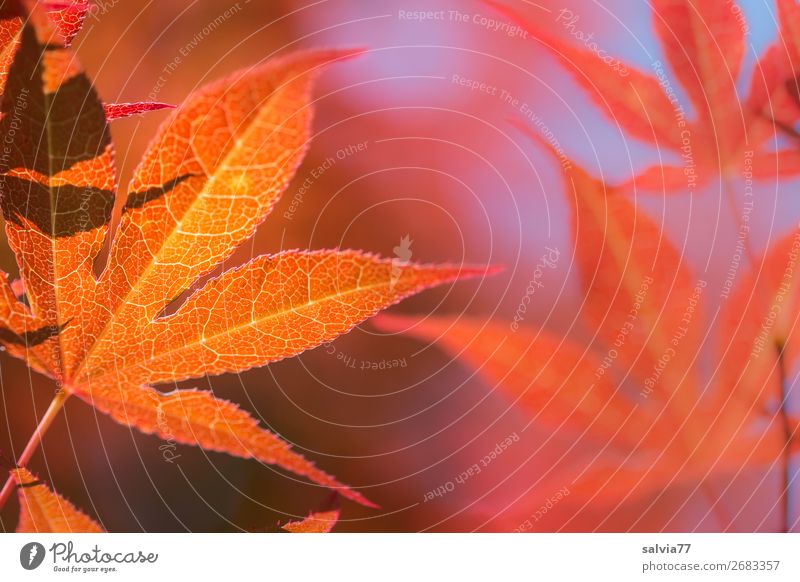 Looking forward | to autumn leaves Autumn Bright Colours Autumn leaves Autumnal colours Nature flaked Maple leaf Plant Maple tree Back-light Rachis