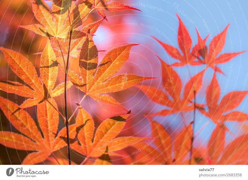 glowing maple leaves Nature Maple leaf Autumn Tree Autumnal twigs and branches Autumnal colours Sky Twigs and branches Autumn leaves Sunlight Orange-red