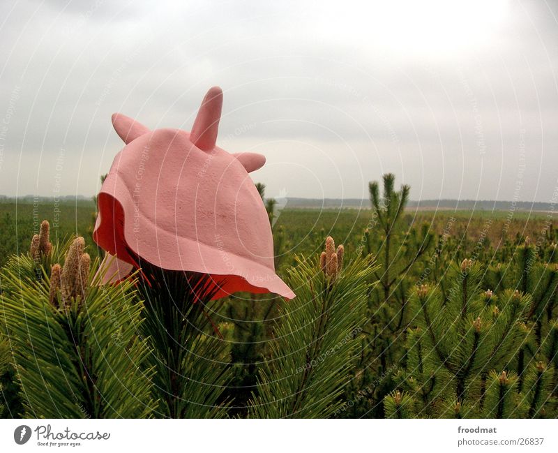 Cowhat in the forest Forest Coniferous forest Cap Udder Rubber Pink Headwear Obscure Hat