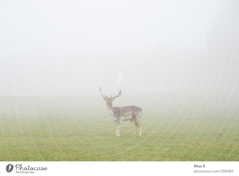 In the void Nature Animal Bad weather Fog Grass Wild animal 1 Timidity Deer Roe deer Colour photo Subdued colour Exterior shot Deserted Copy Space left
