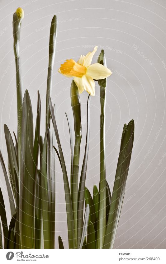 daffodil Plant Flower Blossom Yellow Spring Narcissus Green Decoration Growth Beautiful Blossoming Delicate Colour photo Deserted Neutral Background Day