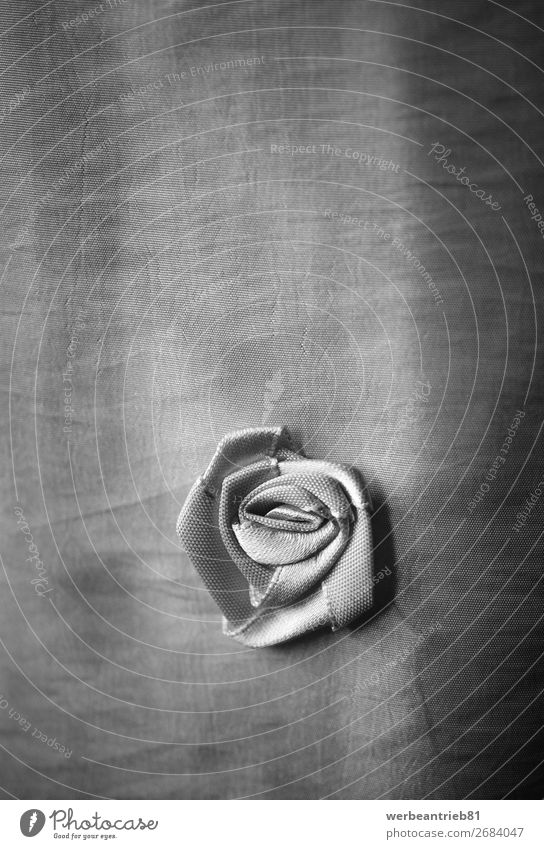 Curtain with one rose emblem in black and white Black & white photo single object Close-up Fragile Simplistic Simple Fresh Lifestyle Domestic