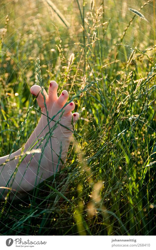 Feet two. Joy Girl Young woman Youth (Young adults) 1 Human being 18 - 30 years Adults Nature Sunrise Sunset Summer Beautiful weather Meadow Field Hot Serene