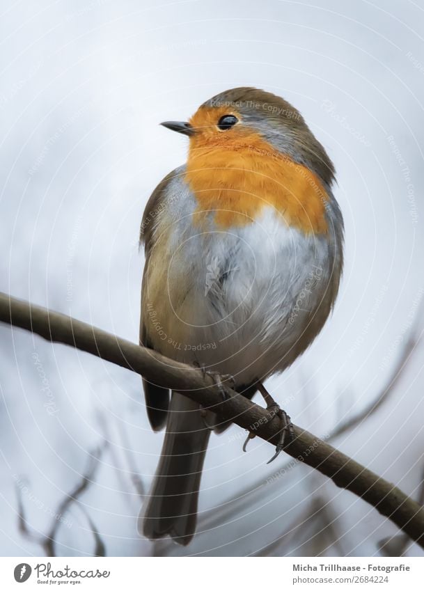 Robin on a branch Nature Animal Sky Sunlight Beautiful weather Tree Branch Twig Wild animal Bird Animal face Wing Claw Robin redbreast Feather Beak 1 Observe