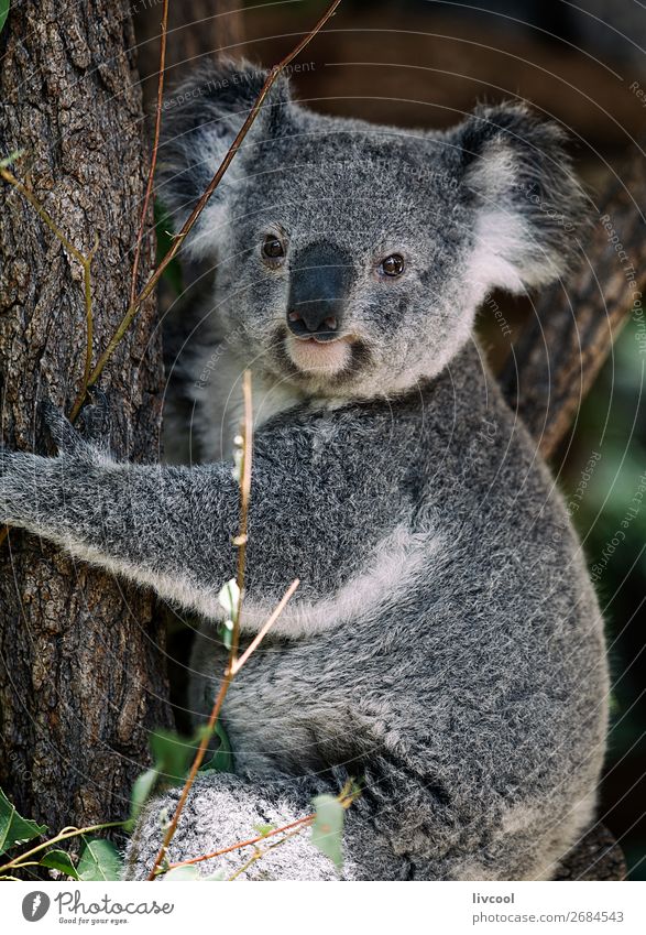 nice koala, brisbaneaustralia a Royalty Free Stock Photo from Photocase