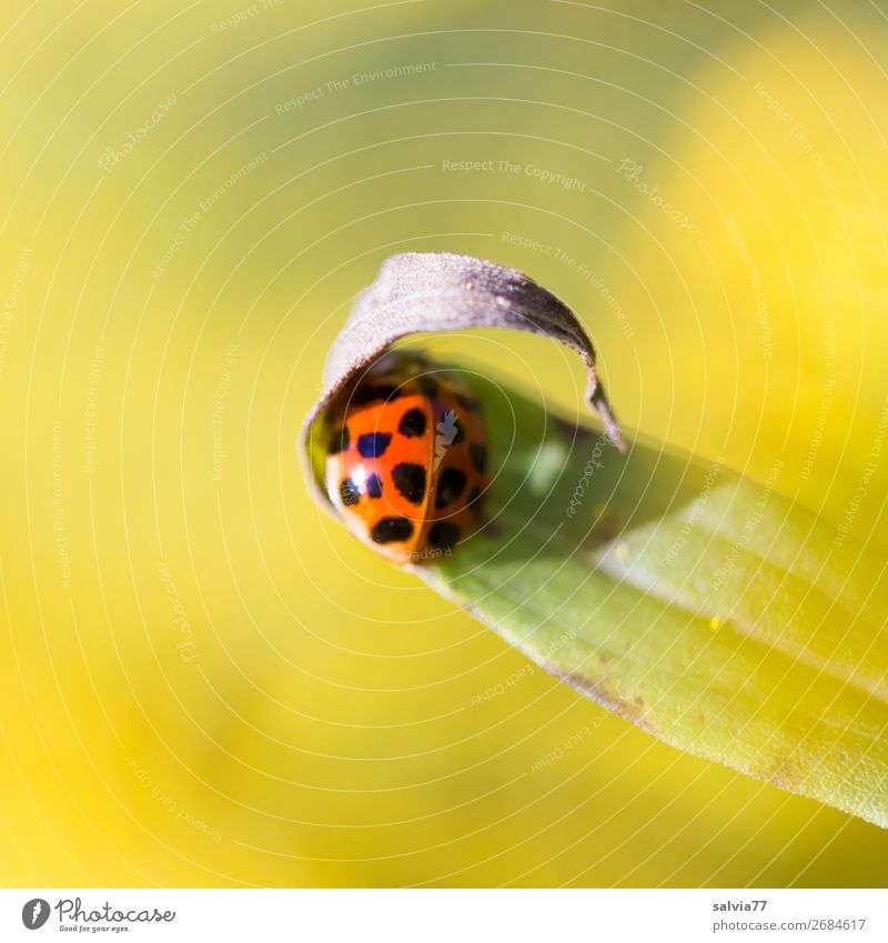 Take cover! Environment Nature Plant Animal Summer Flower Leaf Beetle Ladybird Insect 1 Warmth Yellow Protection Colour photo Exterior shot
