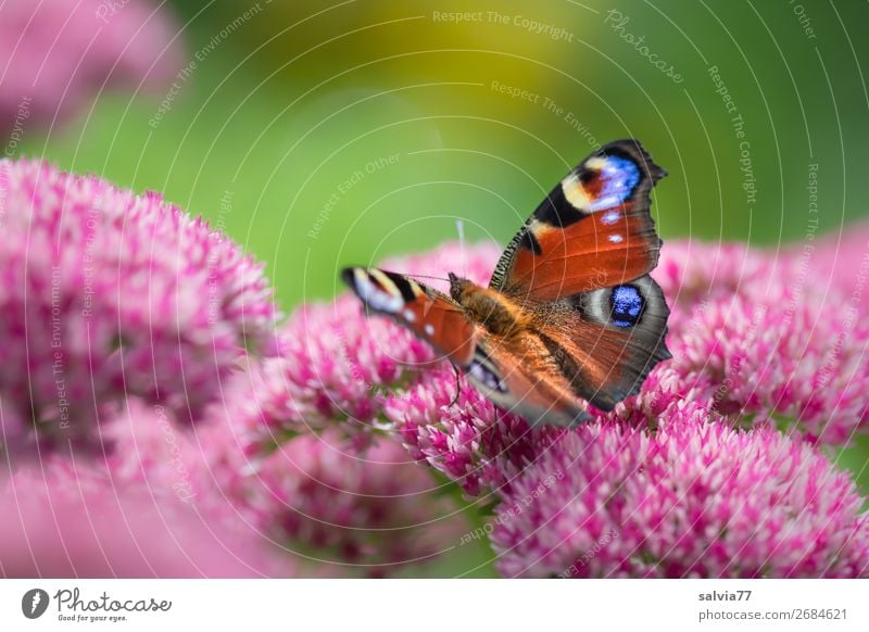 look up Environment Nature Summer Plant Flower Blossom Wild plant Sedum Garden Animal Butterfly Wing Peacock butterfly Insect 1 Blossoming Fragrance Ease Eyes