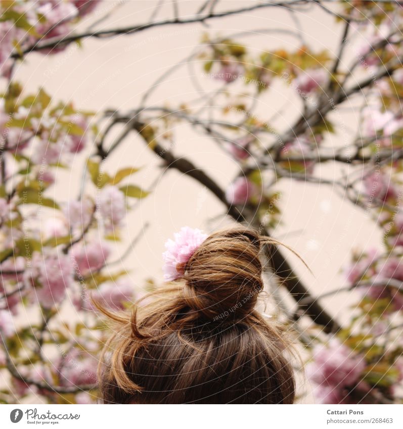 pink realm Hair and hairstyles Feminine Head 1 Human being Plant Tree Leaf Blossom Cherry blossom Cherry tree Accessory Hair accessories Brunette Braids Chignon
