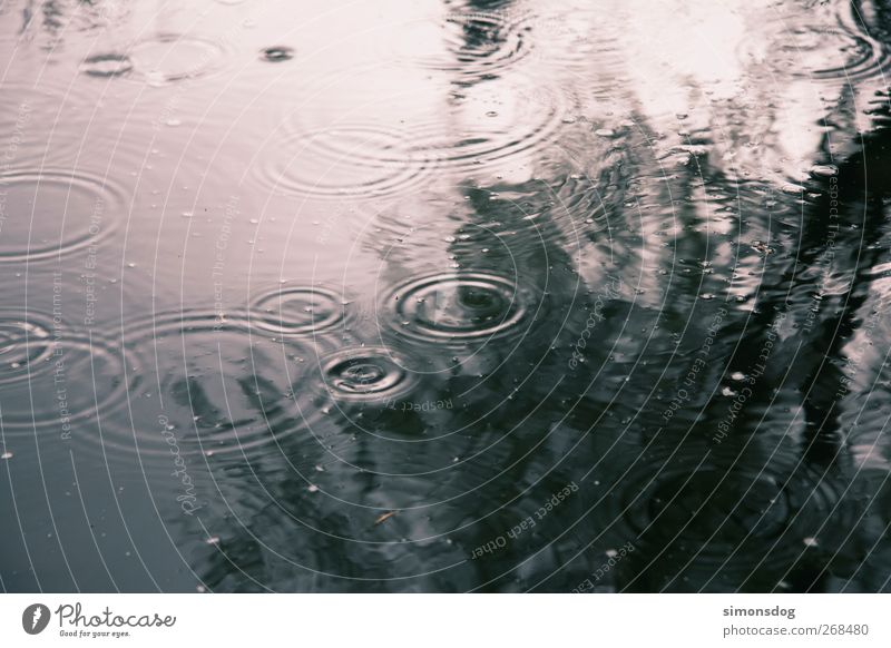 rain circles Environment Nature Elements Water Drops of water Weather Rain Tree Pond Lake To fall Contentment Movement Idyll Circle Strike Reflection To enjoy