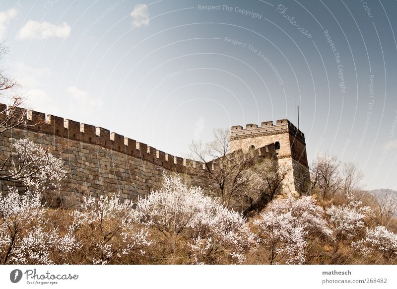 Chinese wall during cherry blossom Culture Landscape Sky Clouds Spring Beautiful weather Tree China Asia Outskirts Wall (barrier) Wall (building)