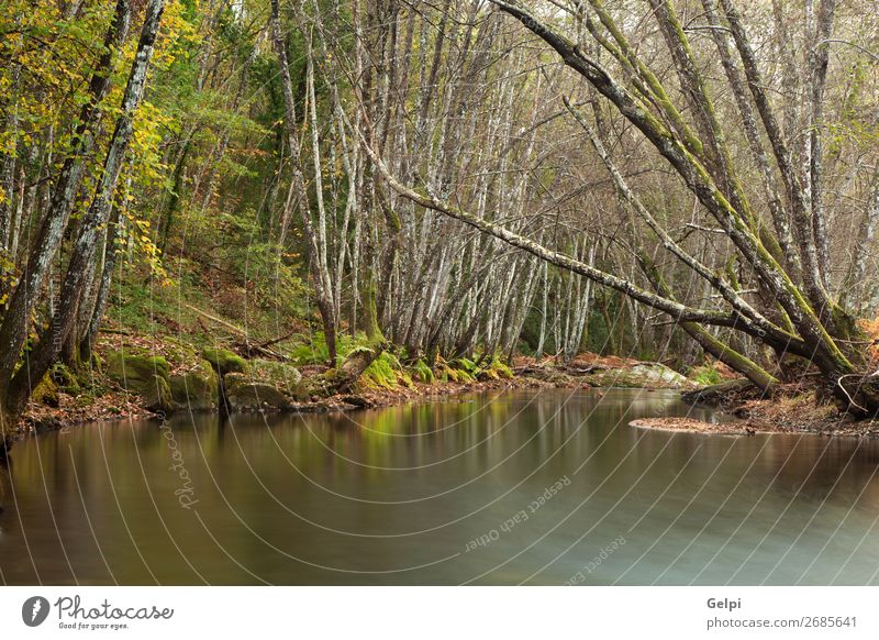 Autumn landscape with a river surrounded by trees Beautiful Nature Landscape Sky Clouds Tree Moss Leaf Park Forest Pond Lake Brook River Bright Natural Wild