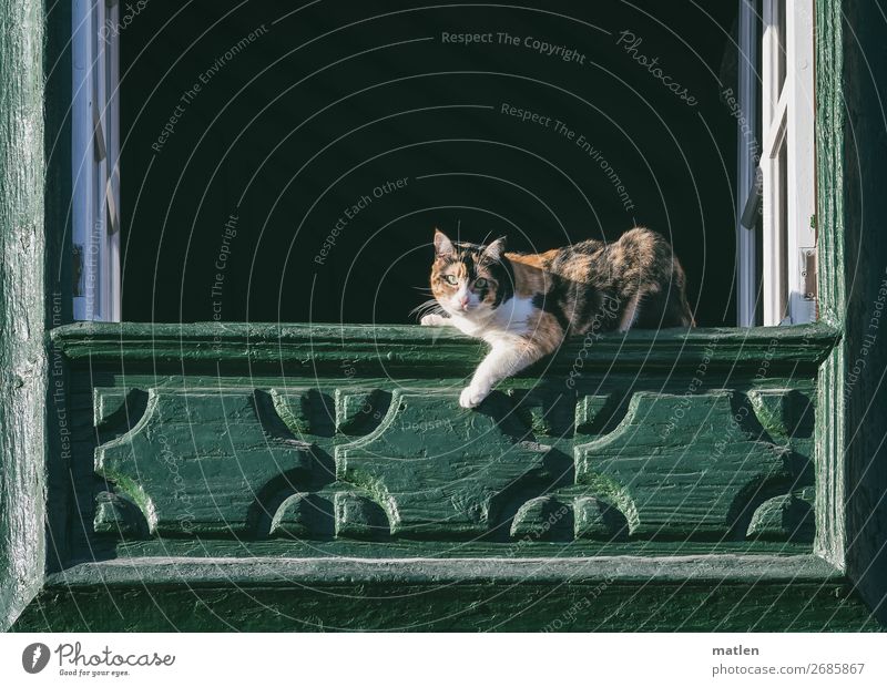 diva Small Town Old town Deserted House (Residential Structure) Facade Window Animal Cat 1 Lie Brown Green Black White Posture Lascivious Window board