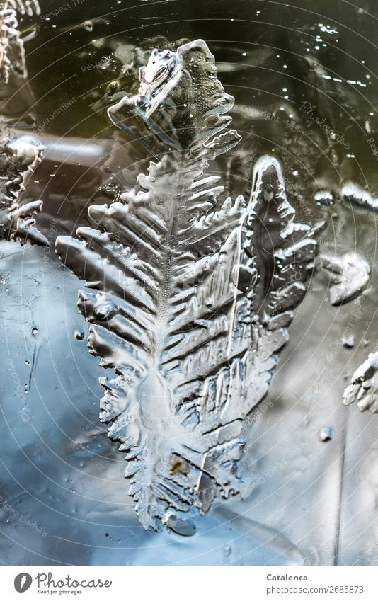Ice leaf, leaf-like structure of an ice crystal Nature Water Winter Climate Frost Ice crystal Structures and shapes Glittering Esthetic Fantastic Firm Cold Blue