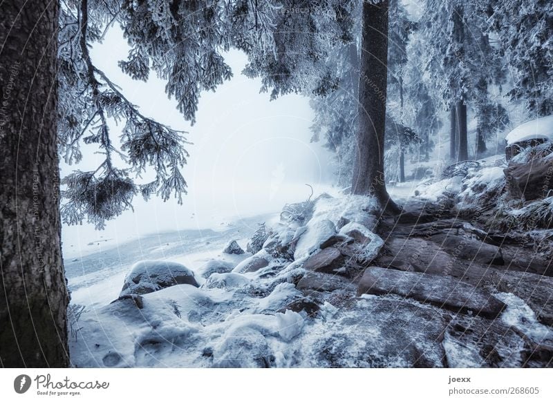 Light and shadow Winter Snow Nature Bad weather Fog Ice Frost Lakeside Dark Bright Cold Blue Black White Calm Idyll Climate Mummelsee Lake Fantastic