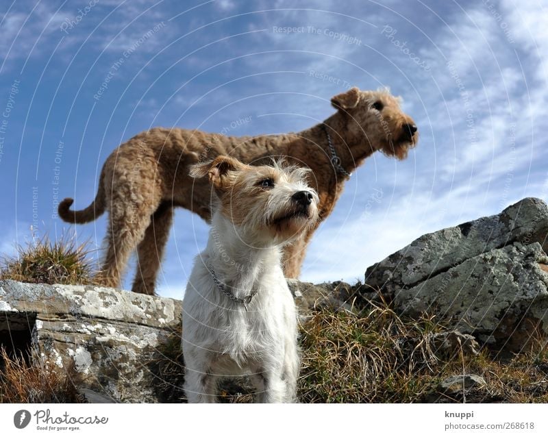 instinct Nature Elements Sky Sunlight Summer Beautiful weather Grass Moss Rock Animal Pet Dog Animal face 2 Baby animal Observe Stand Wait Friendliness Together