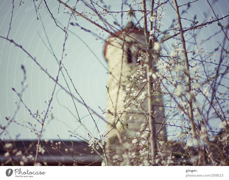 Rapunzel meets Sleeping Beauty Environment Nature Cloudless sky Sunlight Spring Beautiful weather Tree Bushes Blossom Garden Deserted Castle Tower