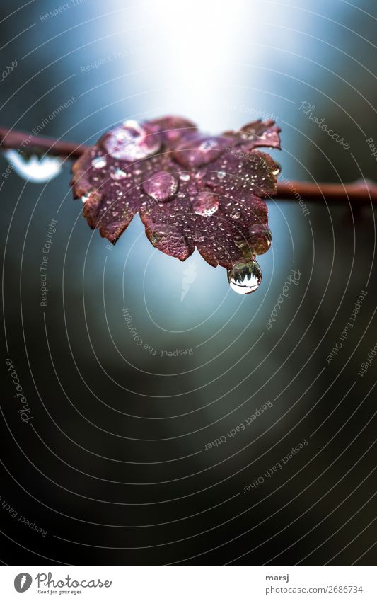 Wet autumn can also be beautiful Life Calm Nature Water Drops of water Autumn Bad weather Plant Leaf Hang Illuminate Sadness Glittering Cold Natural Gloomy