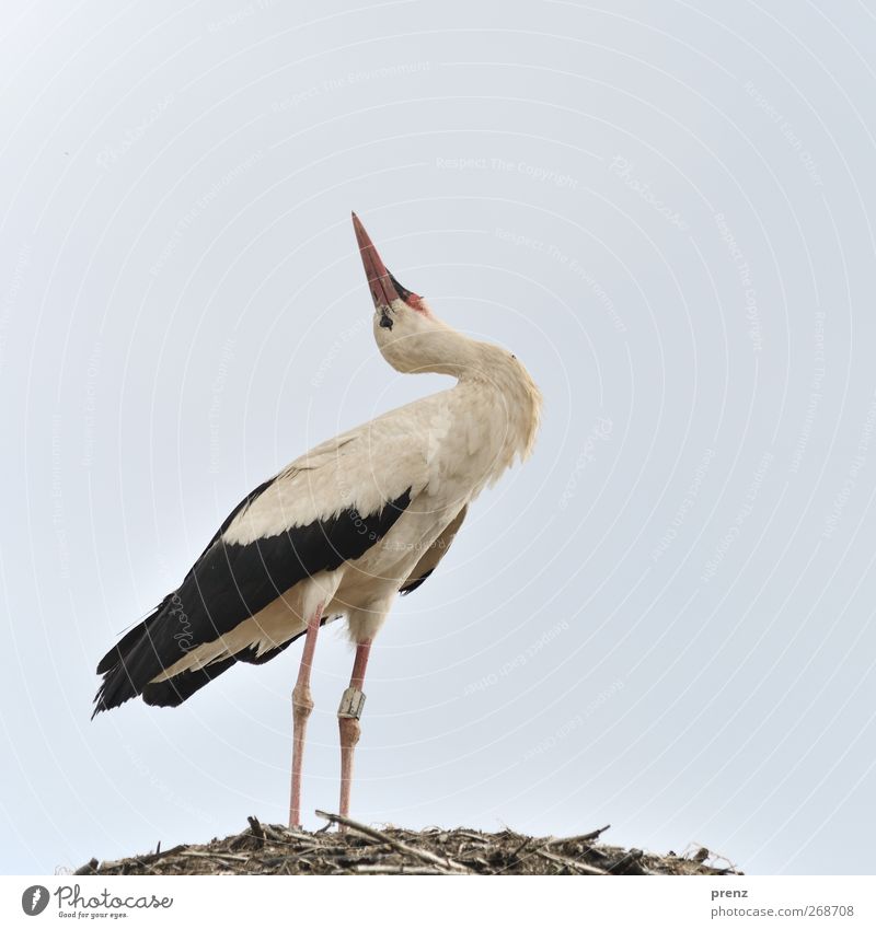Stork look in the air Environment Nature Animal Wild animal Bird 1 Gray Black White Stork village Linum Stand Colour photo Exterior shot Copy Space top Day