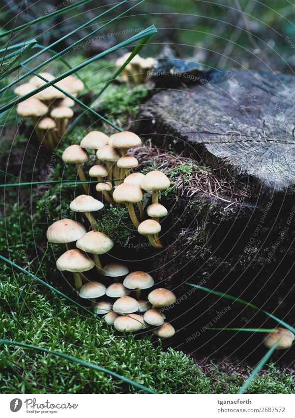 Mushrooms on tree stump Nature Plant Earth Autumn Tree Wild plant Forest Growth Slimy Brown Green Elegant Hope Idyll Complex Town Tree stump Moss Woodground