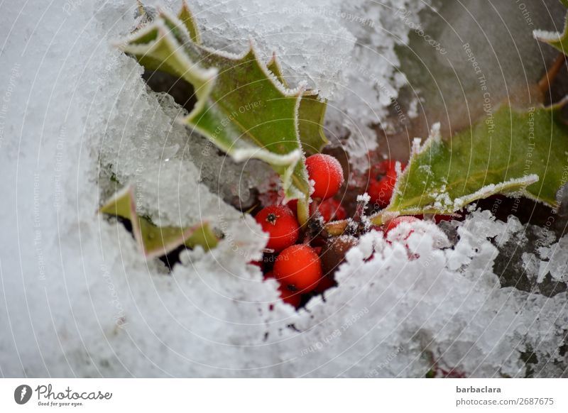 Snow White and Rose Red Nature Plant Earth Winter Climate Leaf Berries Garden Illuminate Cold Green Moody Colour Survive Environment Change Colour photo