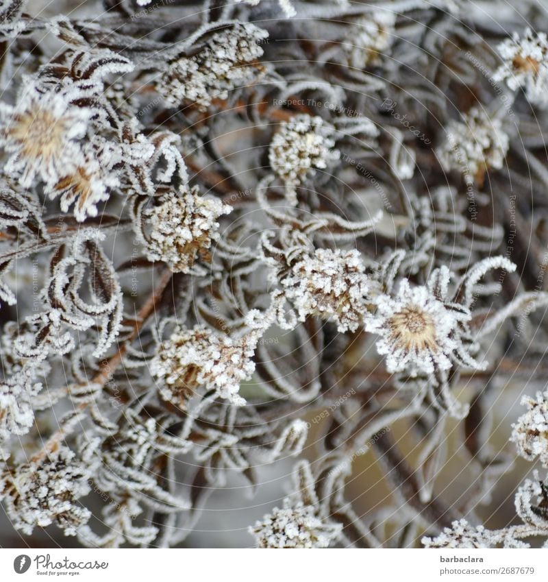 ice flowers Nature Plant Winter Ice Frost Bushes Leaf Blossom Garden Esthetic Cold Silver White Moody Romance Design Climate Style Environment Change