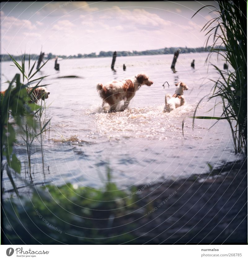 Dogs in the water Leisure and hobbies Playing Nature Landscape Plant Animal Water Beautiful weather Waves Coast River bank Pet 2 Hunting Running
