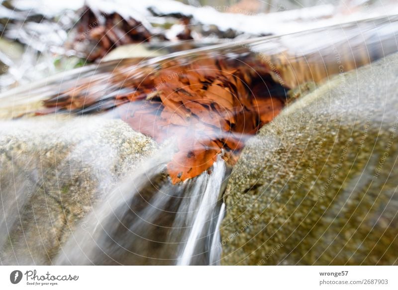 Crystal clear Nature Water Autumn Winter Leaf Brook River Cold Wet Natural Blue Brown Gray Green White Surface of water Flow Stone Riverbed River bank