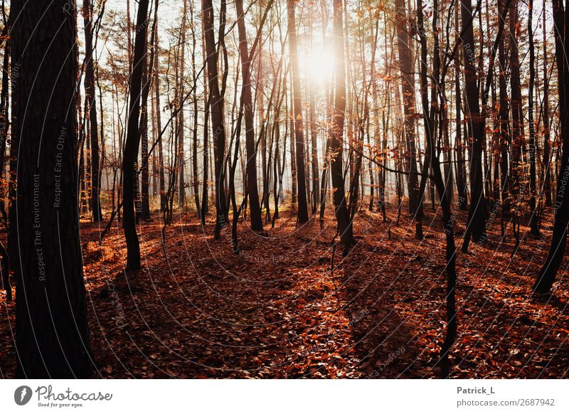 autumn forest Nature Plant Autumn Climate change Beautiful weather Tree Bushes Leaf Foliage plant Wild plant Deciduous forest Deciduous tree Forest Mixed forest