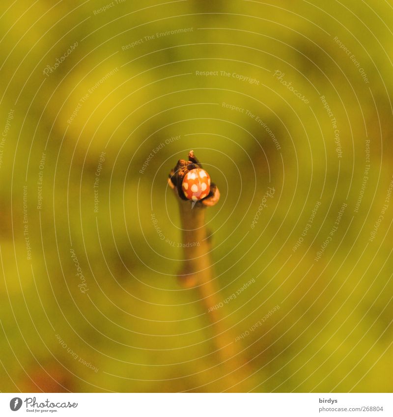 On top Nature Plant Animal Spring Beetle Ladybird 1 Wait Esthetic Exceptional Natural Positive Beautiful Yellow Green Red Loneliness Happy Center point
