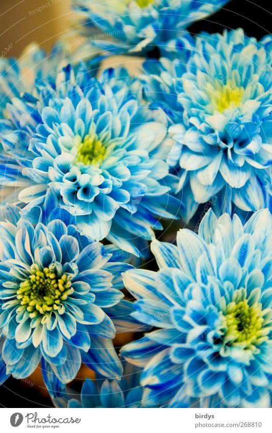 blue splendour Plant Flower Fragrance Illuminate Esthetic Friendliness Beautiful Kitsch Blue Yellow White Romance Colour Nature Blossom Blossoming Bouquet