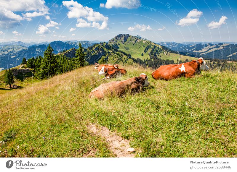 Cows on the summit - Stuiben - Bavaria - Germany Vacation & Travel Tourism Trip Adventure Far-off places Summer Summer vacation Hiking Nature Landscape Sky