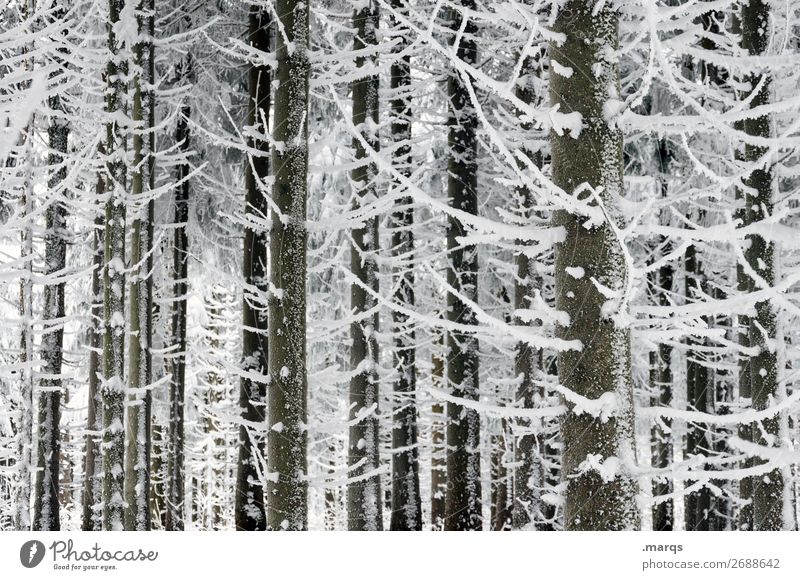 freezing cold Nature Winter Snow Tree Coniferous trees Forest Cold White Colour photo Exterior shot Deserted
