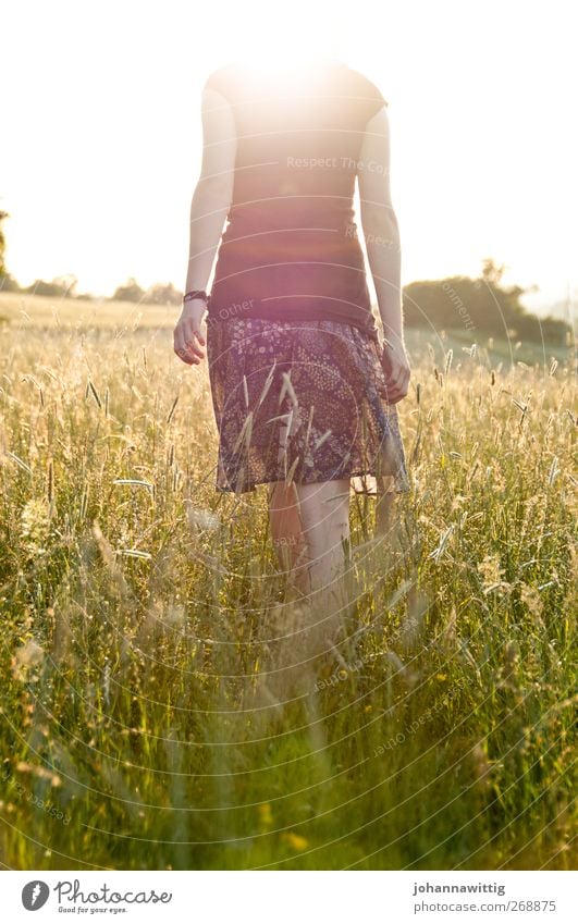 headless. Feminine Young woman Youth (Young adults) Body 1 Human being 18 - 30 years Adults Nature Sunrise Sunset Sunlight Summer Beautiful weather Plant Grass