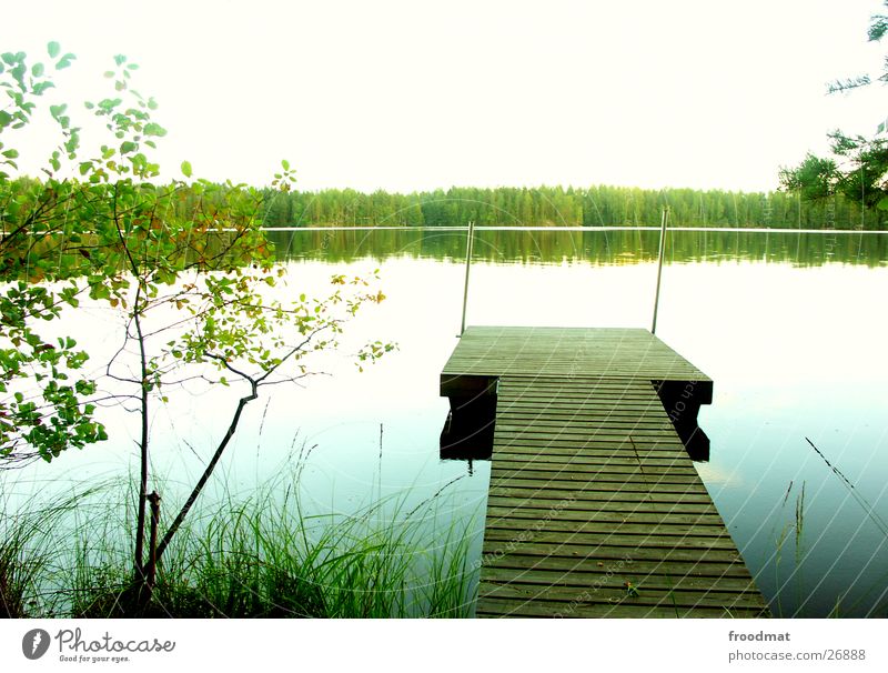 complete silence Footbridge Finland Lake Tree Calm Mirror Surface of water Heavenly Forest Cold Relaxation Grass Common Reed Beach Green Overexposure White
